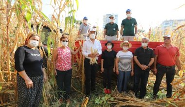 Boş arsada yetiştirilen mısırlar hasat edildi