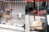 Şikayetler üzerine pet shoplar denetlendi