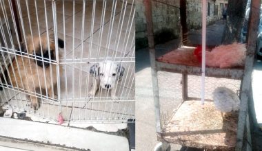 Şikayetler üzerine pet shoplar denetlendi