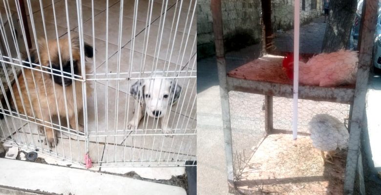 Şikayetler üzerine pet shoplar denetlendi