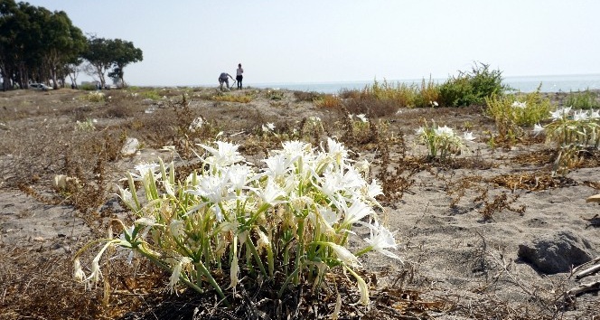 Akdeniz Belediyesi, Kum Zambaklarını Koruma Altına Aldı