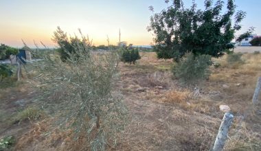 Şehit Soydan adına yapılan hatıra ormanı, 2B kapsamında birine mi veriliyor?