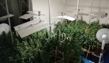 Evinde uyuşturucu yetiştiren şahsa operasyon