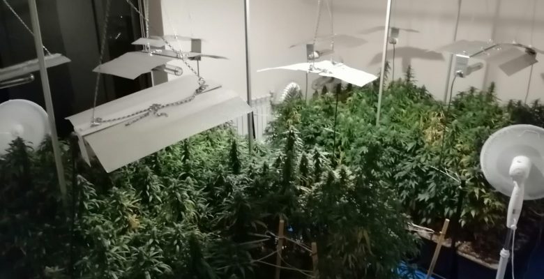 Evinde uyuşturucu yetiştiren şahsa operasyon