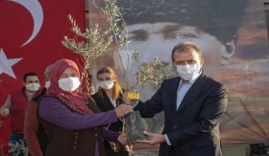 Üreticiye 60 bin zeytin fidanı dağıtılacak