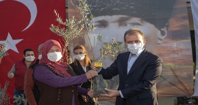 Üreticiye 60 bin zeytin fidanı dağıtılacak