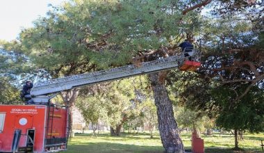 Erdemli çamlığında bakım ve budama