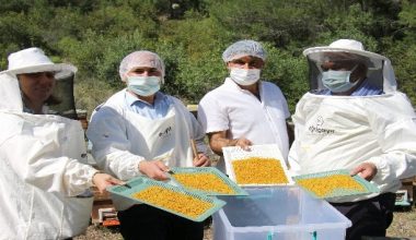 Erdemli’de yılın ilk balı hasat edildi