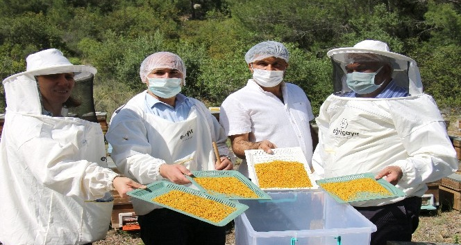 Erdemli’de yılın ilk balı hasat edildi