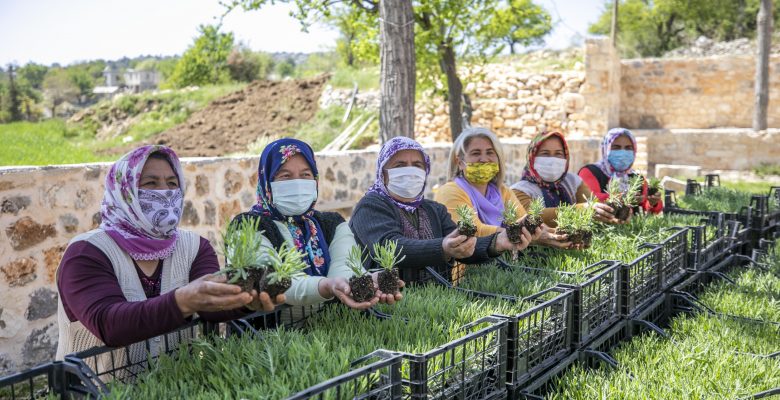 BÜYÜKŞEHİR, 40 BİN LAVANTA FİDESİ VE 990 ALIÇ FİDANI DAĞITTI