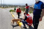 Akdeniz belediyesi sokak hayvanlarını unutmadı