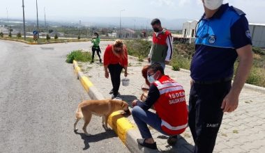 Akdeniz belediyesi sokak hayvanlarını unutmadı