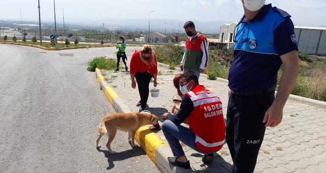 Akdeniz belediyesi sokak hayvanlarını unutmadı