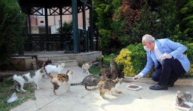 Başkan Gültak’tan Sokak Hayvanları İçin Çağrı