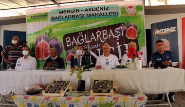 YILIN İLK SİYAH İNCİR HASADI BAŞLADI