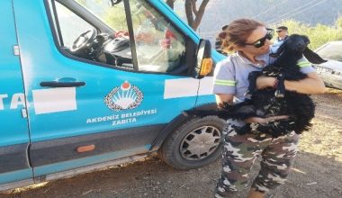 Akdeniz Belediyesi, yangından etkilenen hayvanları unutmadı