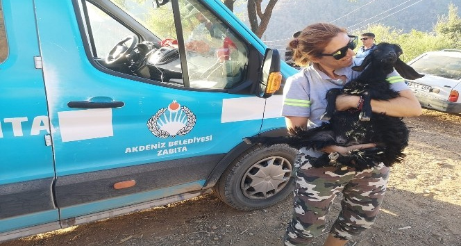 Akdeniz Belediyesi, yangından etkilenen hayvanları unutmadı