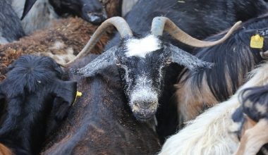 Erdemlili Yörüklerden yangın bölgesine hayvan desteği