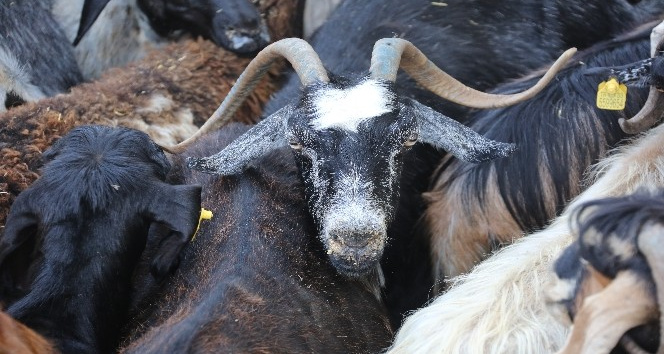 Erdemlili Yörüklerden yangın bölgesine hayvan desteği