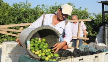 İlk limon hasadı başladı
