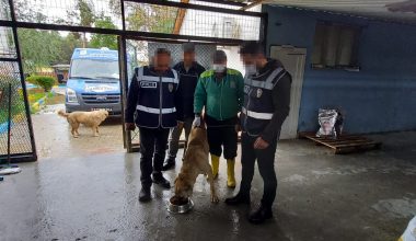 ACI ÇEKEN KÖPEK KURTARILDI