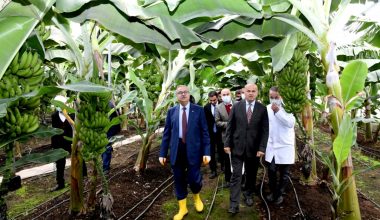Vali Su, ‘Alata Azman’ Muz Çeşidi Hasadına Katıldı