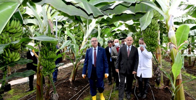 Vali Su, ‘Alata Azman’ Muz Çeşidi Hasadına Katıldı