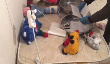 ŞAFAK OPERASYONU: 38 GÖZALTI