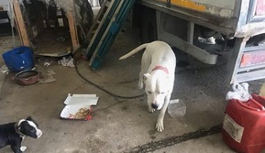 YASAKLI KÖPEK IRKLARINA DENETLEME