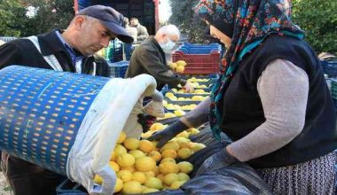 “Limonun yüzde 65’i Erdemli’de üretiliyor”