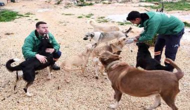 Mersin Büyükşehir Belediyesi, gönüllü hayvanseverlere mama desteği veriyor