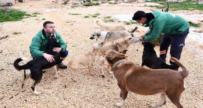 Mersin Büyükşehir Belediyesi, gönüllü hayvanseverlere mama desteği veriyor