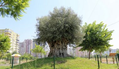 Başkan Tarhan, zeytin ağaçlarının kesilmesine yönelik kararnameye tepki verdi