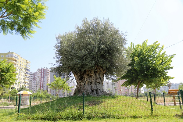 Başkan Tarhan, zeytin ağaçlarının kesilmesine yönelik kararnameye tepki verdi