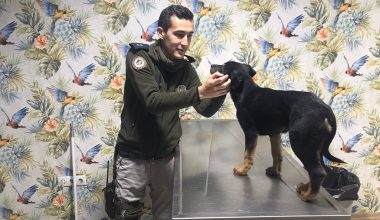 Şiddet Gören Yavru Köpeği Mersin Polisi Sahiplendi