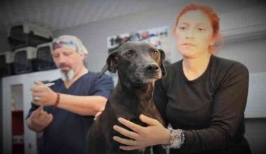 Akdeniz Belediyesi’nin Sokak Hayvanları Kısırlaştırma Kliniği hizmet vermeye başladı
