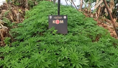 MUZ SERASINDA 7 BİN 300 KÖK KENEVİR