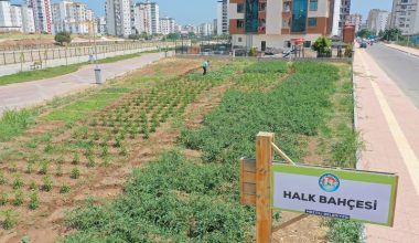 <strong>Halk Bahçesinde Olgunlaşan Sebzeler İhtiyaç Sahiplerince Toplanıyor</strong>