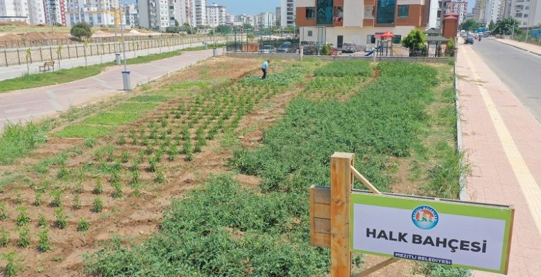 <strong>Halk Bahçesinde Olgunlaşan Sebzeler İhtiyaç Sahiplerince Toplanıyor</strong>