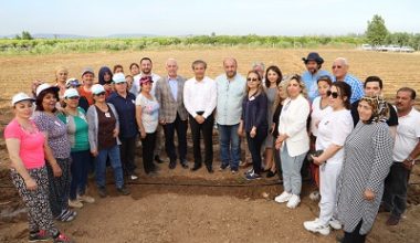 Akdeniz’de Şeker Otu Bitkisi Yetiştirilecek