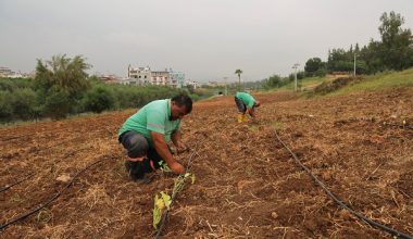 “ATA TOHUMLARI” TOROSLAR’DA HAYAT BULUYOR
