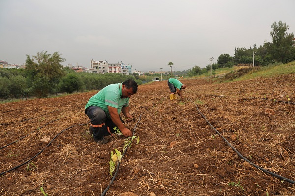 “ATA TOHUMLARI” TOROSLAR’DA HAYAT BULUYOR