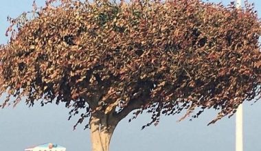 Ağacı zehirleyenler tespit edildi