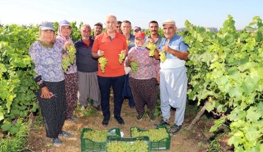 Başkan Gültak, tüm Mersinlileri üzüm diyarı Esenli’ye davet etti