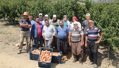 Şeftali, dalında 2 lira, markette 18 lira