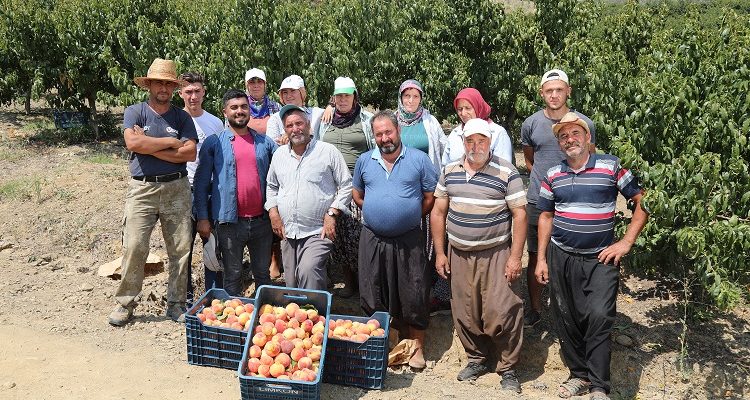 Şeftali, dalında 2 lira, markette 18 lira