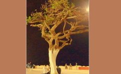 Mersin’de Simge Haline Gelen Ağacın Son Hali Umut Verdi