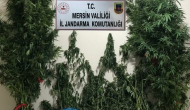 YASA DIŞI KENEVİR EKİMİ YAPAN ŞAHISLAR YAKALANDI