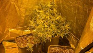 MERSİN POLİSİ UYUŞTURUCUNUN KÖKÜNÜ KAZIYOR