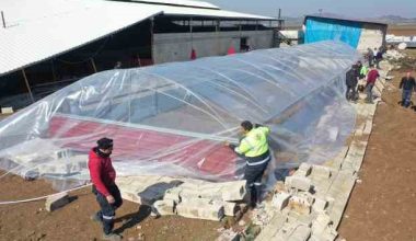 Erdemli belediyesi, hayvanları ölümden kurtardı